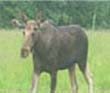 Moose